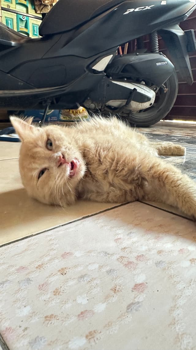 Kucing Garong